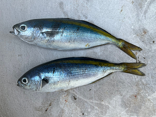 タカベの釣果