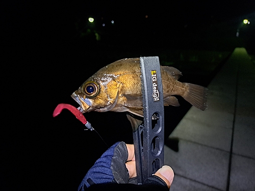 メバルの釣果