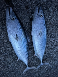 ハガツオの釣果