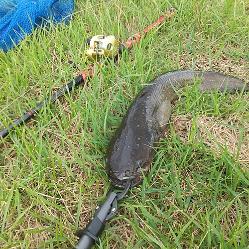 マナマズの釣果