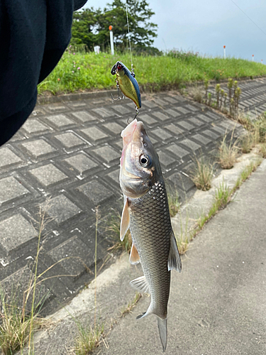 ニゴイの釣果