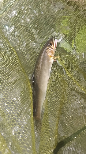 アユの釣果