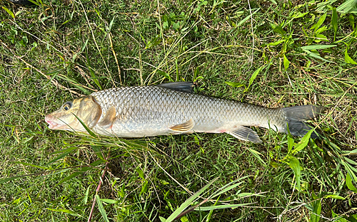 ニゴイの釣果