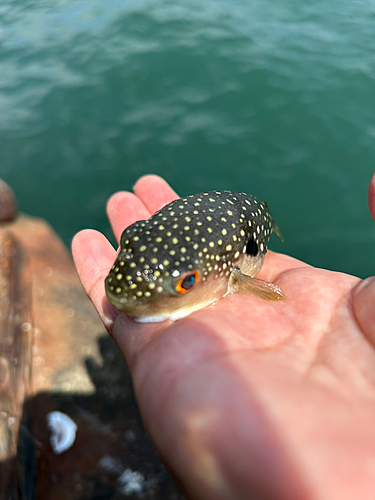 クサフグの釣果