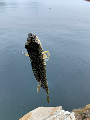 クサフグの釣果