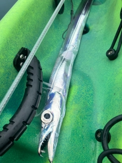 タチウオの釣果