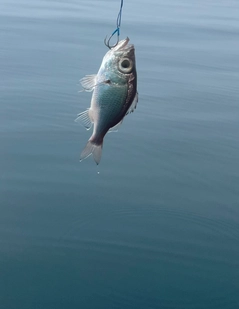 シロムツの釣果