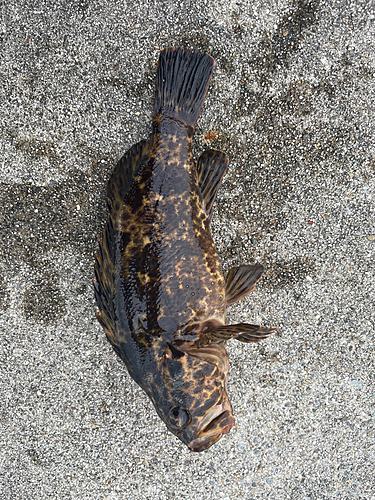 タケノコメバルの釣果