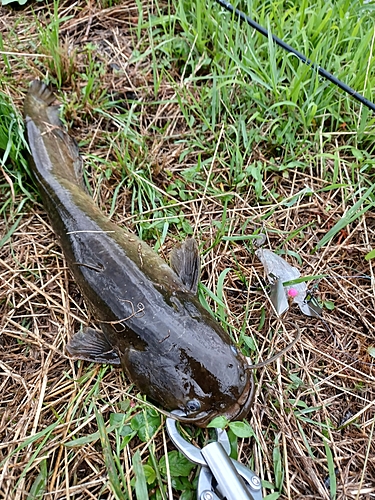 マナマズの釣果