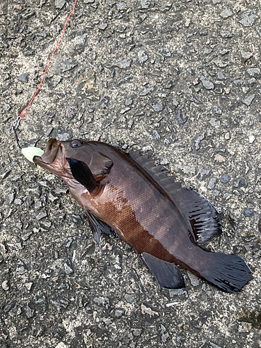 ハタの釣果