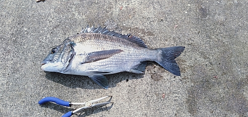 チヌの釣果