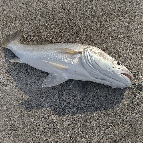 ニベの釣果