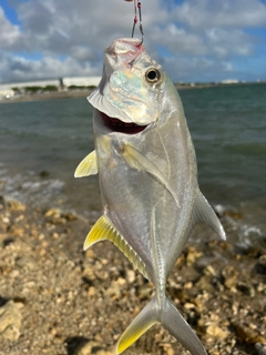 カマスの釣果