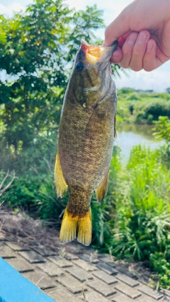 スモールマウスバスの釣果