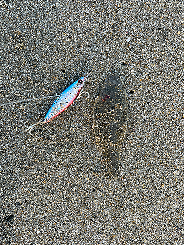 シタビラメの釣果