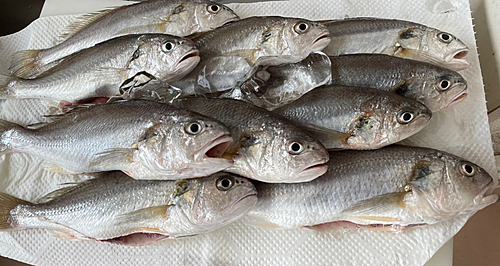 イシモチの釣果