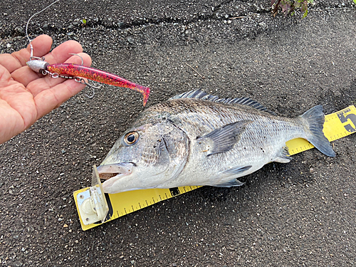 クロダイの釣果