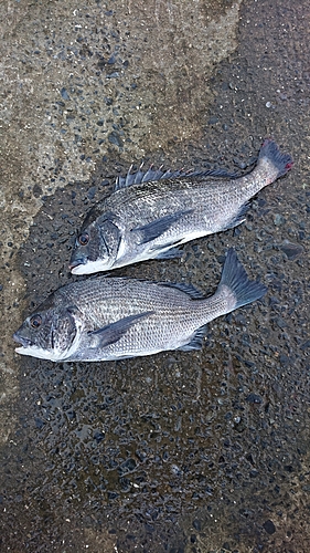 チヌの釣果