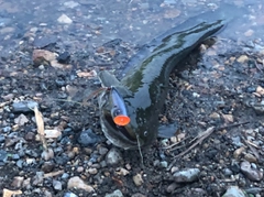 ナマズの釣果