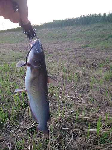 アメリカナマズの釣果