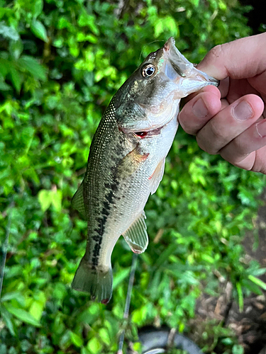 ラージマウスバスの釣果