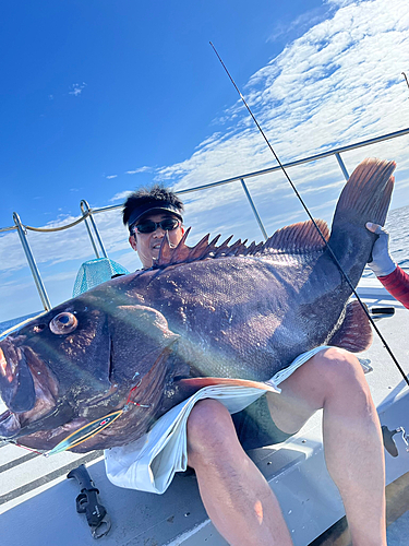 ハタの釣果