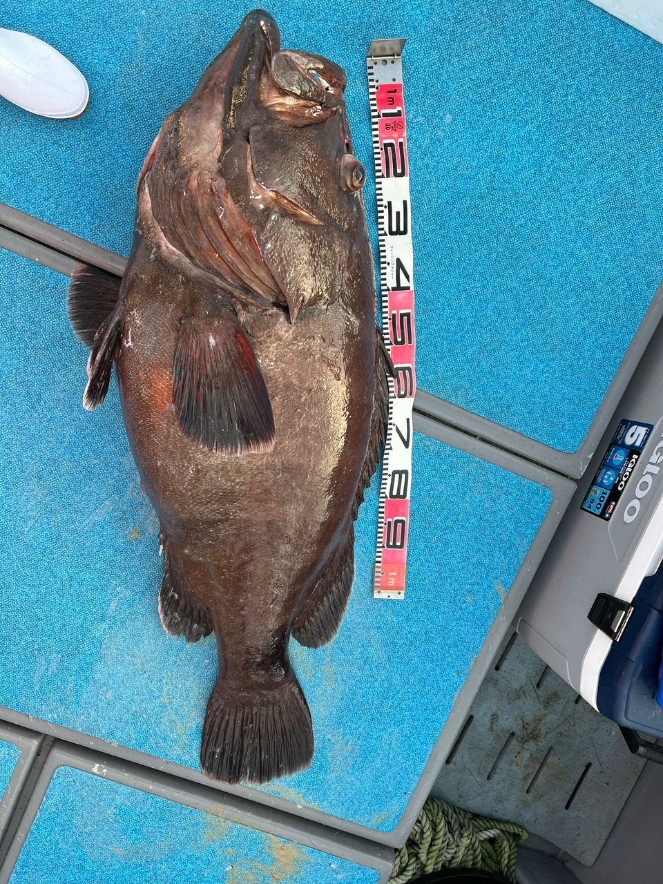 アングラー74185256さんの釣果 2枚目の画像