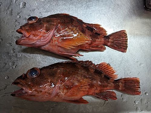 カサゴの釣果