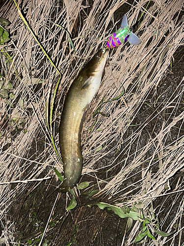 ナマズの釣果