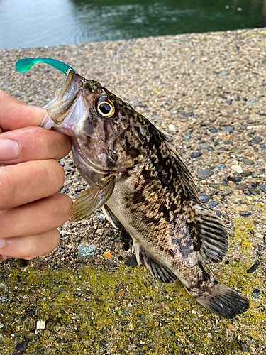 クロソイの釣果