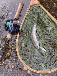 ヤマメの釣果
