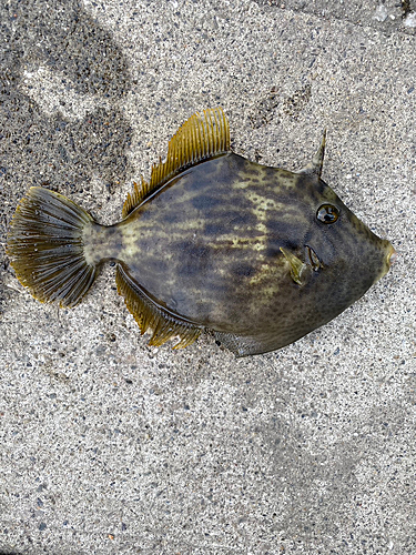 カワハギの釣果