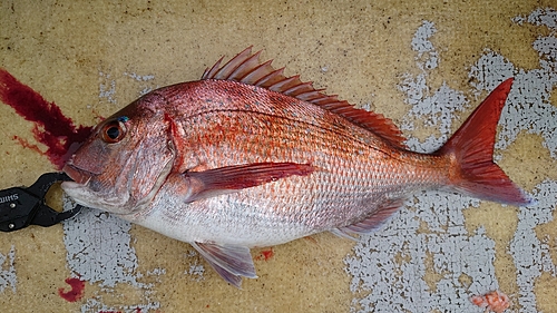 マダイの釣果