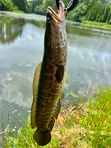 ライギョの釣果