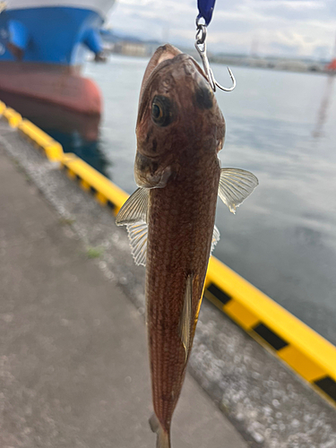 エソの釣果