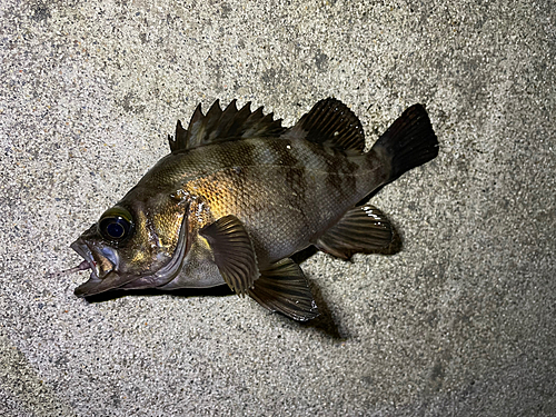 メバルの釣果