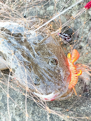 マゴチの釣果