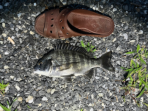 クロダイの釣果