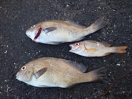 コショウダイの釣果