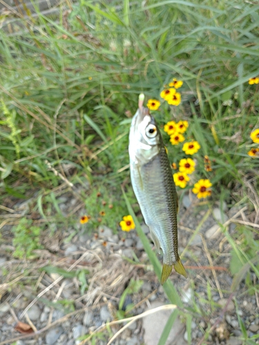 オイカワの釣果