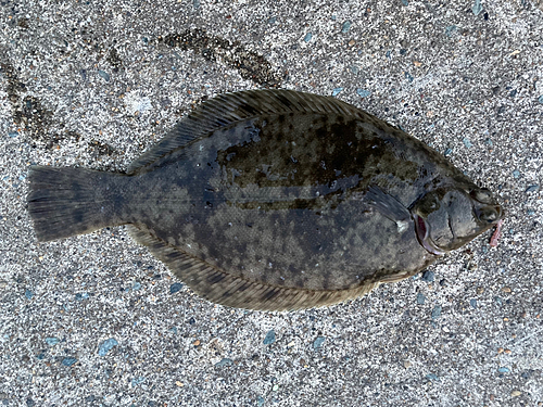 カレイの釣果