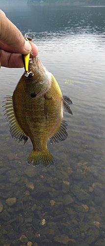 ブルーギルの釣果