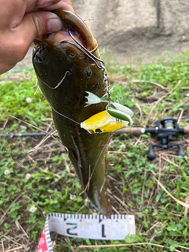 マナマズの釣果