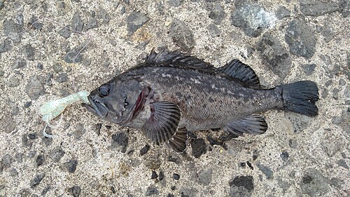 クロソイの釣果