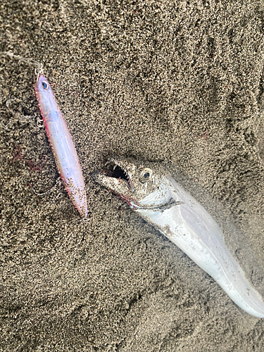 タチウオの釣果