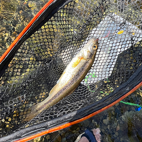 ウグイの釣果