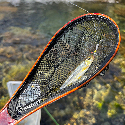 カワムツの釣果