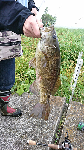 ブラックバスの釣果