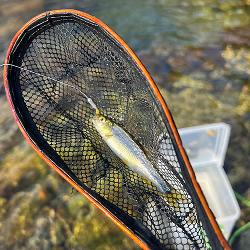 カワムツの釣果