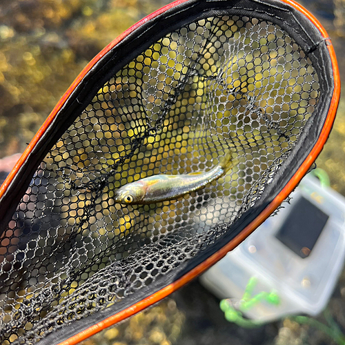 カワムツの釣果